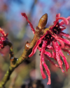 Februar im botanischen Garten